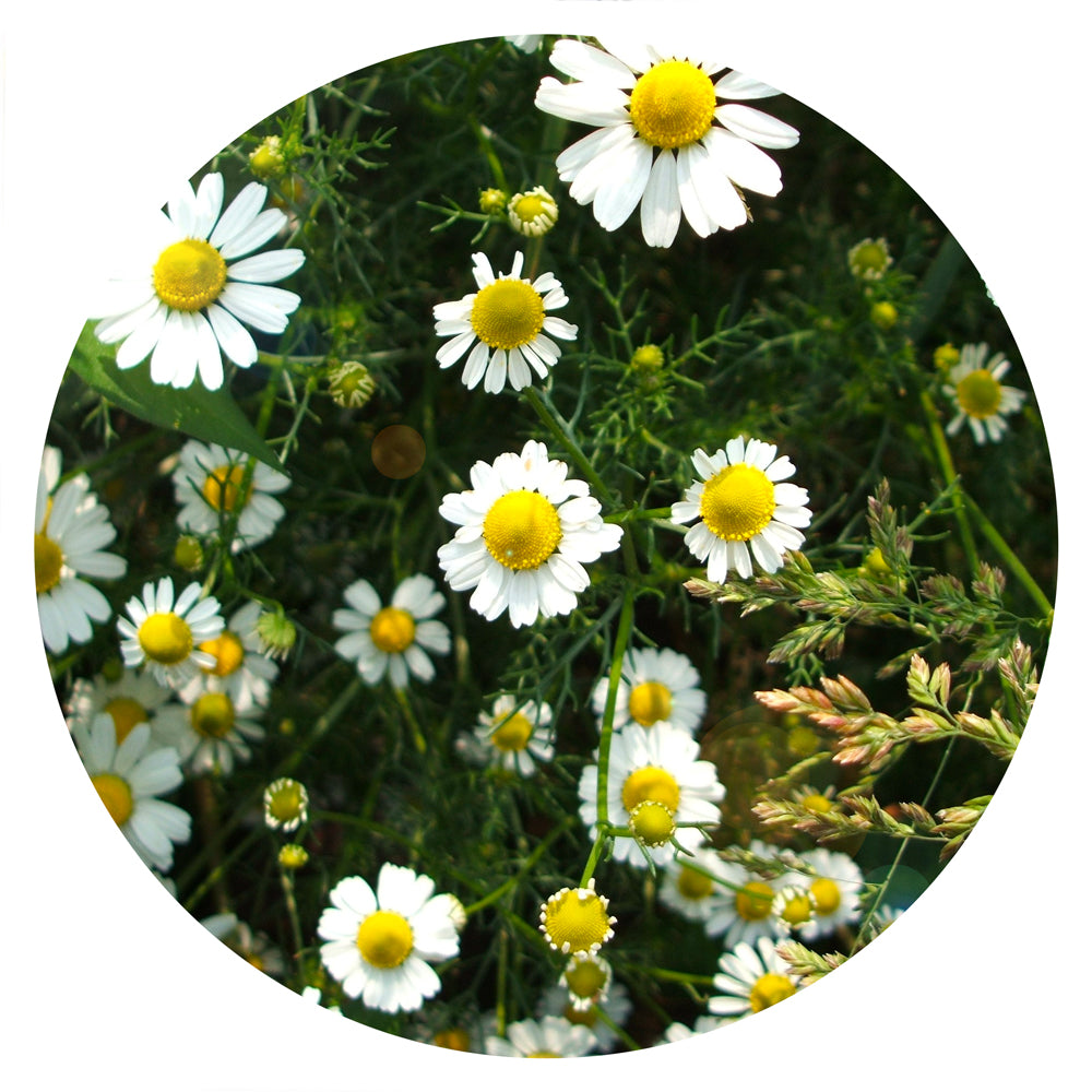 Chamomile Seeds | Witch's Garden