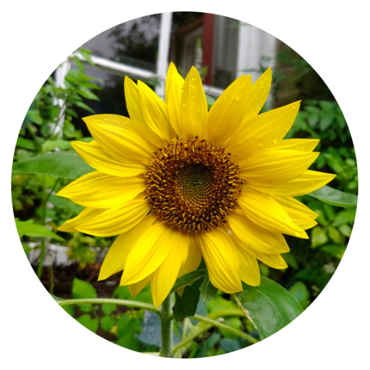 Sunflower Seeds | Witch's Garden