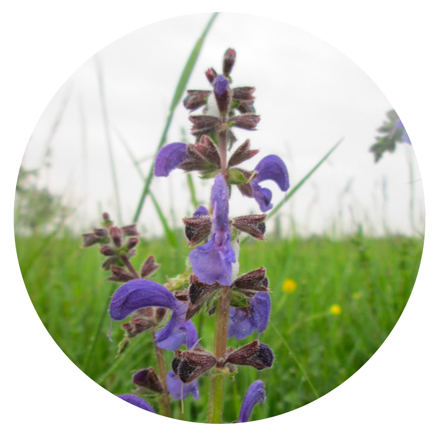 Meadow Clary Seeds | Witch's Garden