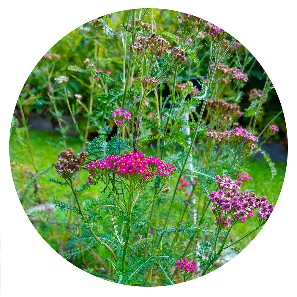 Yarrow Seeds | Witch's Garden