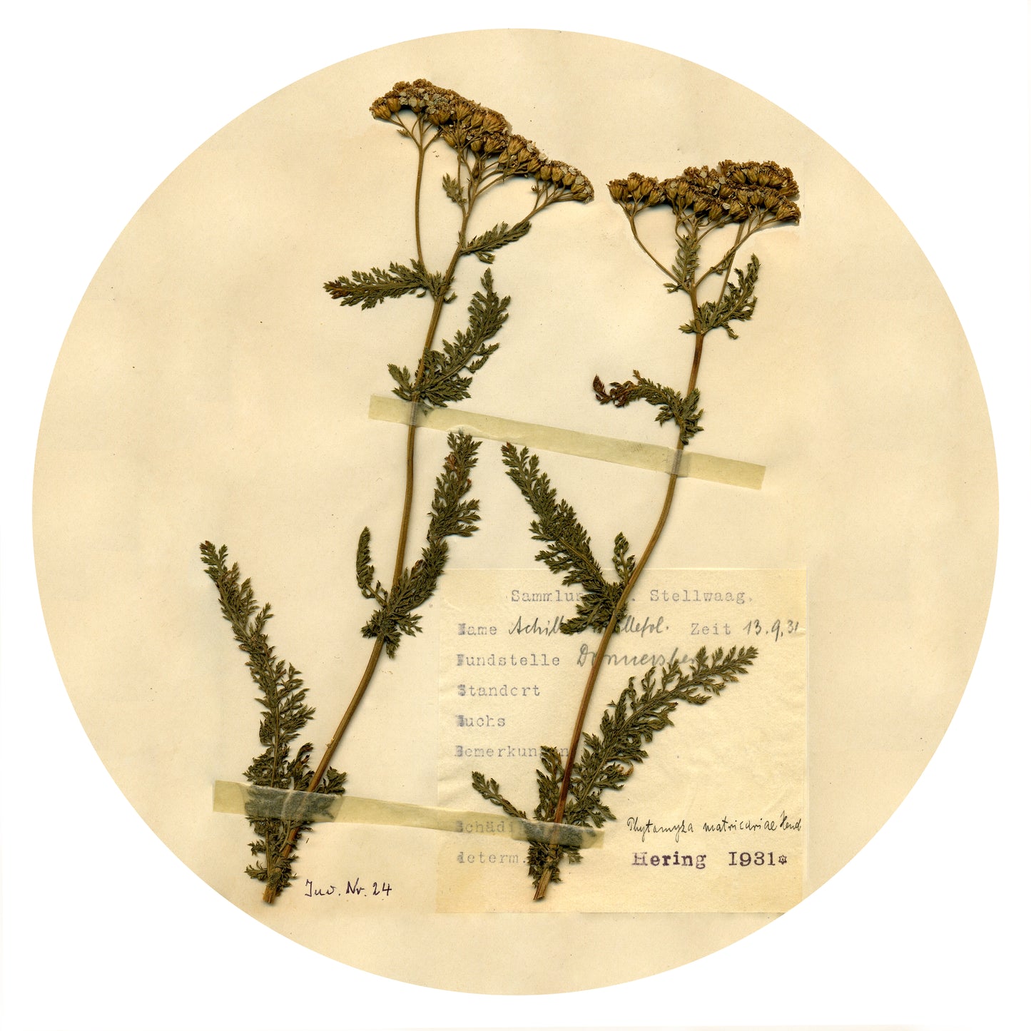 Yarrow Seeds | Witch's Garden