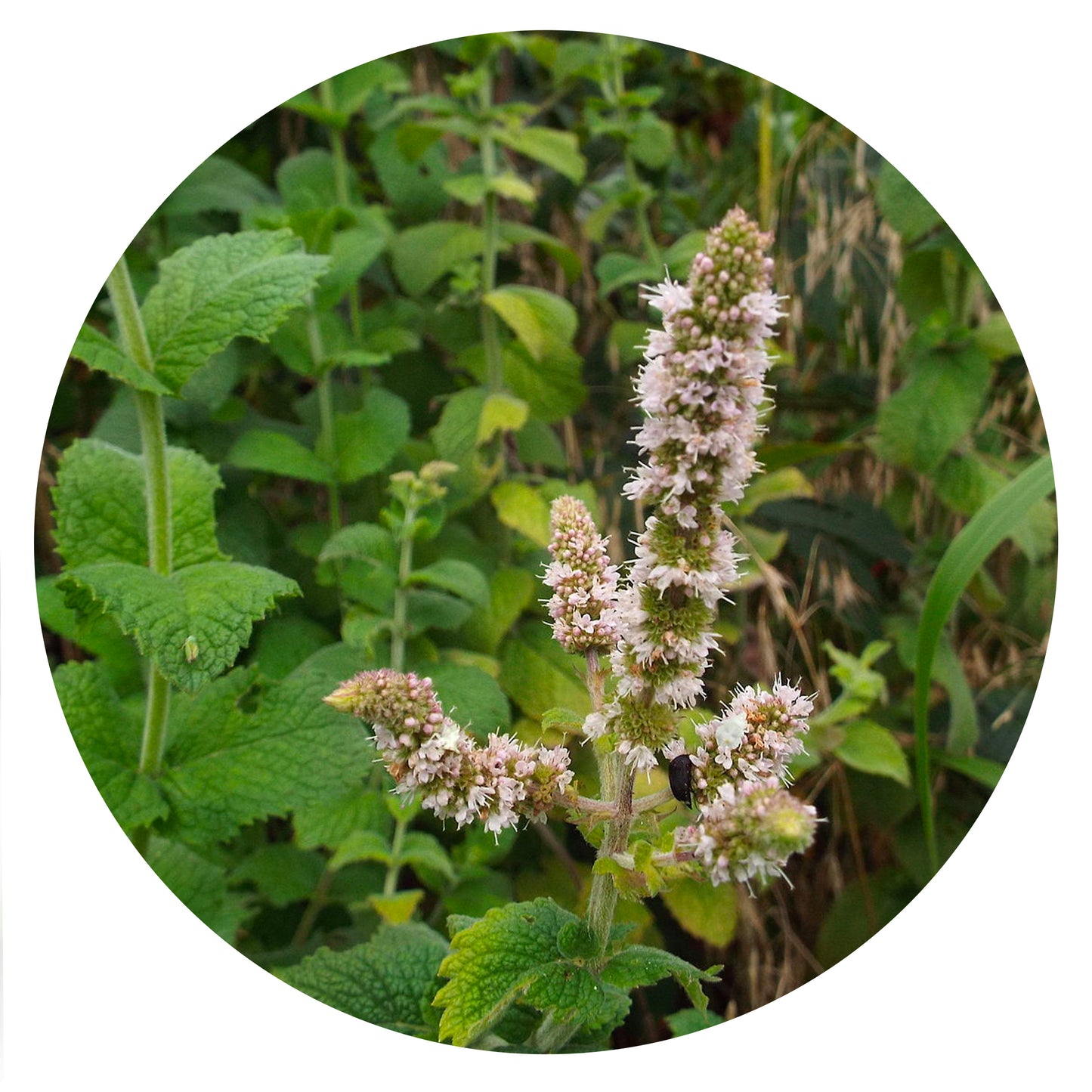 Mint Seeds | Witch's Garden