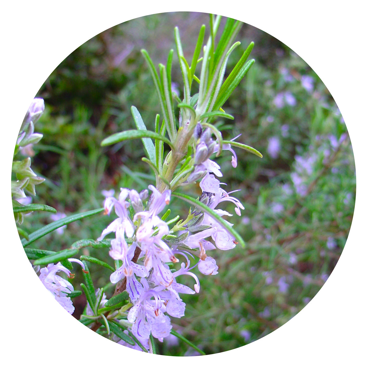 Rosemary Seeds | Witch's Garden