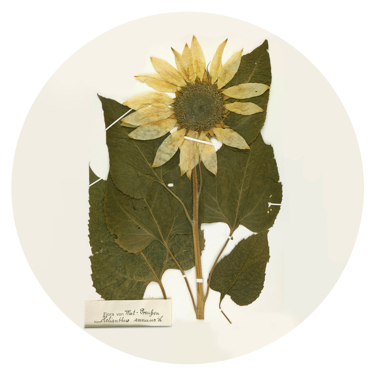 Sunflower Seeds | Witch's Garden